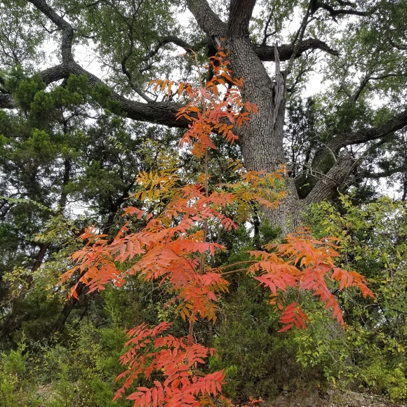 Meet your Posher, Z - Picture 1 of 1